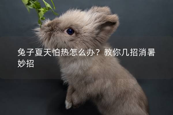 兔子夏天怕热怎么办？教你几招消暑妙招