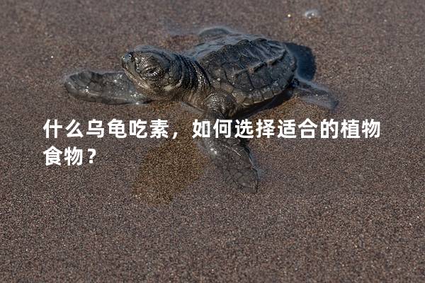 什么乌龟吃素，如何选择适合的植物食物？