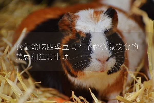 仓鼠能吃四季豆吗？了解仓鼠饮食的禁忌和注意事项