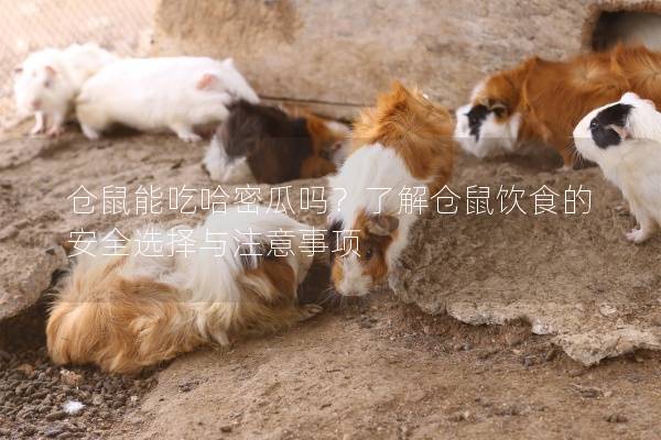 仓鼠能吃哈密瓜吗？了解仓鼠饮食的安全选择与注意事项