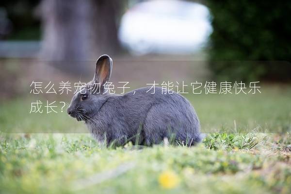 怎么养宠物兔子，才能让它健康快乐成长？