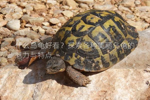 什么乌龟好看？探索各种美丽乌龟的魅力与特点
