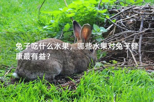 兔子吃什么水果，哪些水果对兔子健康最有益？