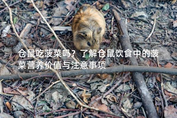 仓鼠吃菠菜吗？了解仓鼠饮食中的菠菜营养价值与注意事项