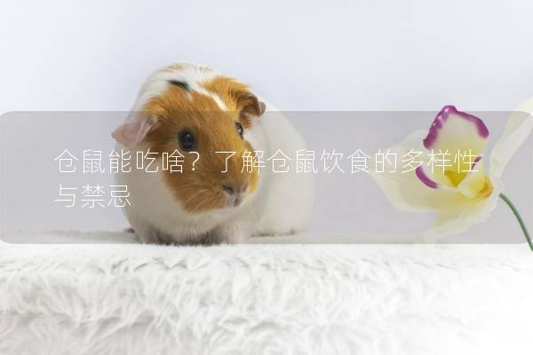 仓鼠能吃啥？了解仓鼠饮食的多样性与禁忌