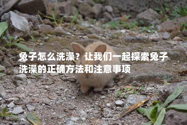 兔子怎么洗澡？让我们一起探索兔子洗澡的正确方法和注意事项