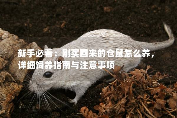新手必看：刚买回来的仓鼠怎么养，详细饲养指南与注意事项