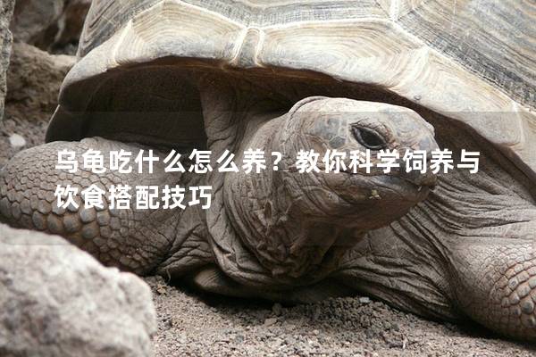 乌龟吃什么怎么养？教你科学饲养与饮食搭配技巧