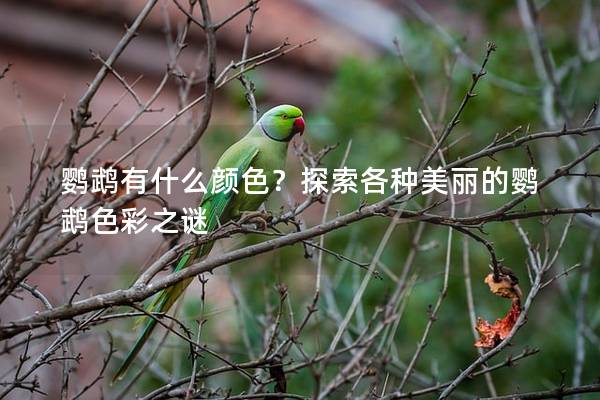 鹦鹉有什么颜色？探索各种美丽的鹦鹉色彩之谜