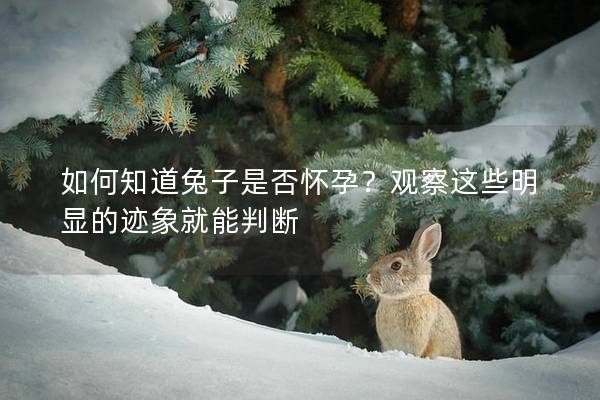 如何知道兔子是否怀孕？观察这些明显的迹象就能判断