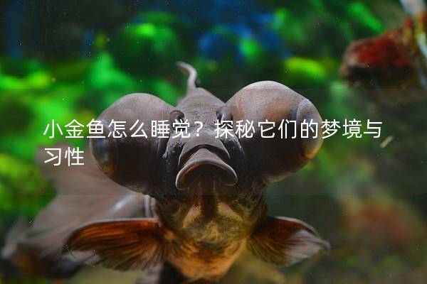 小金鱼怎么睡觉？探秘它们的梦境与习性