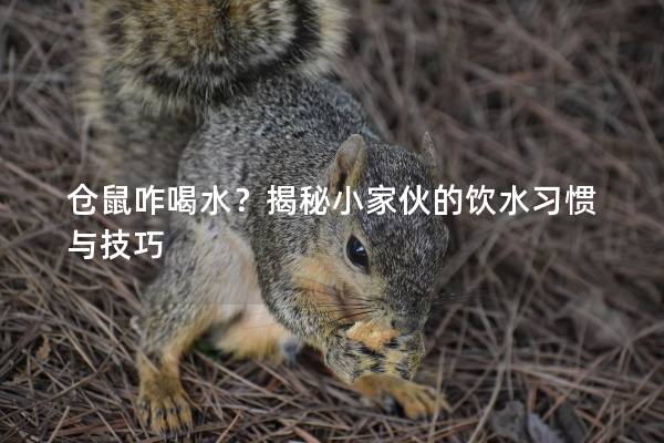 仓鼠咋喝水？揭秘小家伙的饮水习惯与技巧