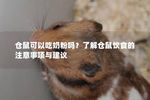 仓鼠可以吃奶粉吗？了解仓鼠饮食的注意事项与建议