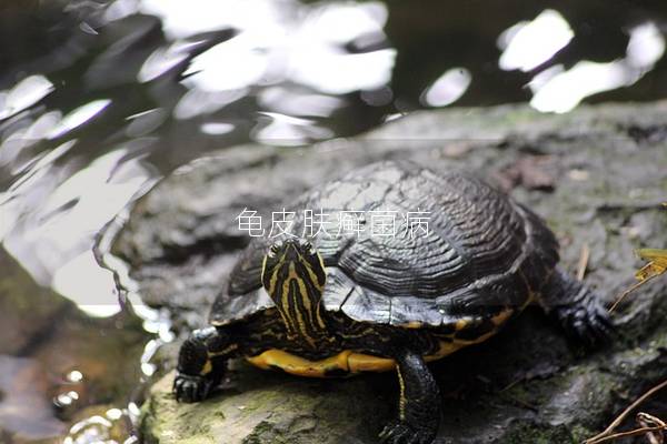 龟皮肤癣菌病