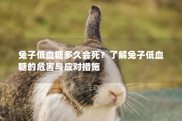 兔子低血糖多久会死？了解兔子低血糖的危害与应对措施