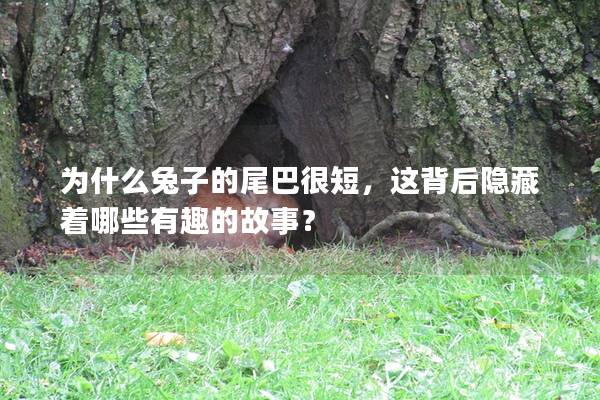 为什么兔子的尾巴很短，这背后隐藏着哪些有趣的故事？