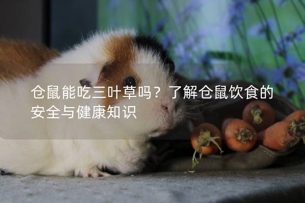 仓鼠能吃三叶草吗？了解仓鼠饮食的安全与健康知识
