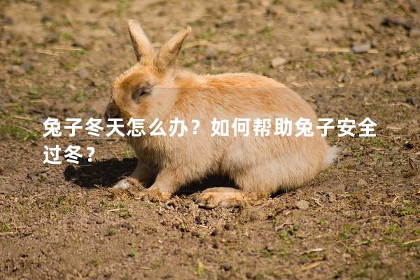 兔子冬天怎么办？如何帮助兔子安全过冬？