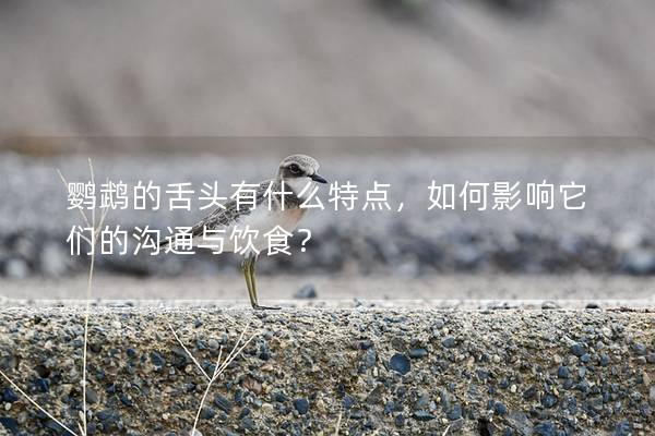 鹦鹉的舌头有什么特点，如何影响它们的沟通与饮食？