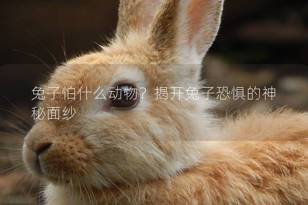 兔子怕什么动物？揭开兔子恐惧的神秘面纱