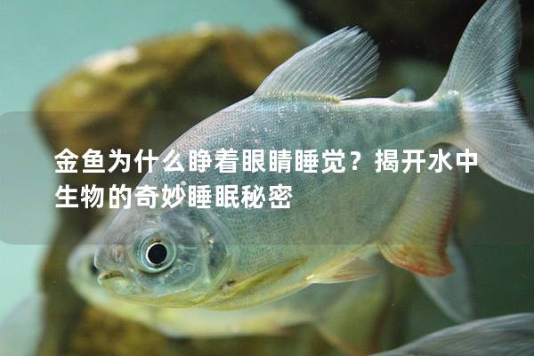 金鱼为什么睁着眼睛睡觉？揭开水中生物的奇妙睡眠秘密