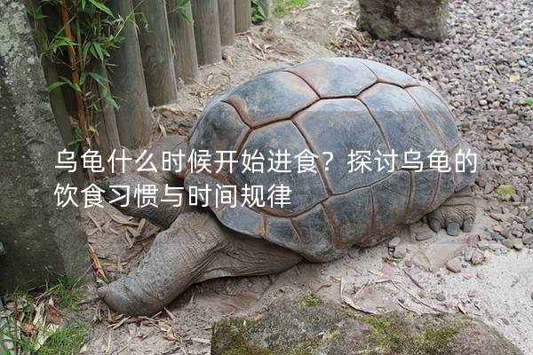乌龟什么时候开始进食？探讨乌龟的饮食习惯与时间规律