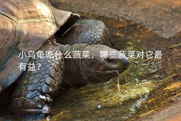 小乌龟吃什么蔬菜，哪些蔬菜对它最有益？