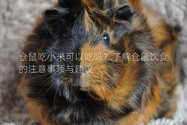 仓鼠吃小米可以吃吗？了解仓鼠饮食的注意事项与建议