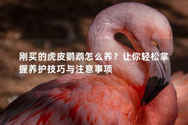 刚买的虎皮鹦鹉怎么养？让你轻松掌握养护技巧与注意事项