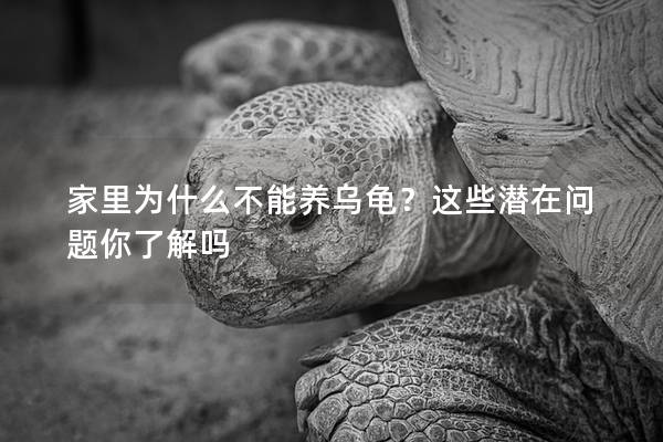家里为什么不能养乌龟？这些潜在问题你了解吗
