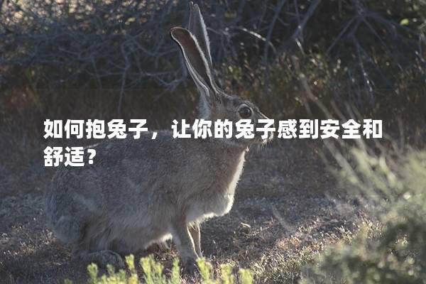 如何抱兔子，让你的兔子感到安全和舒适？
