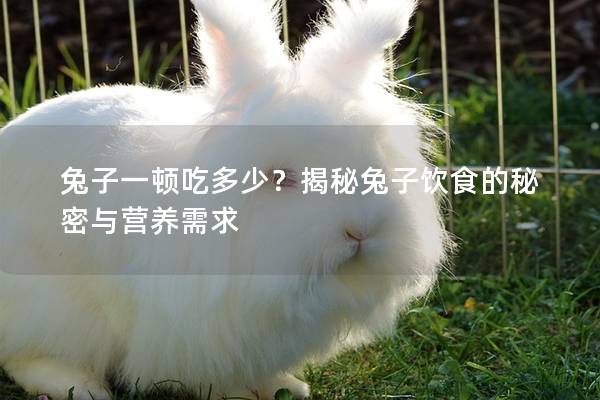 兔子一顿吃多少？揭秘兔子饮食的秘密与营养需求