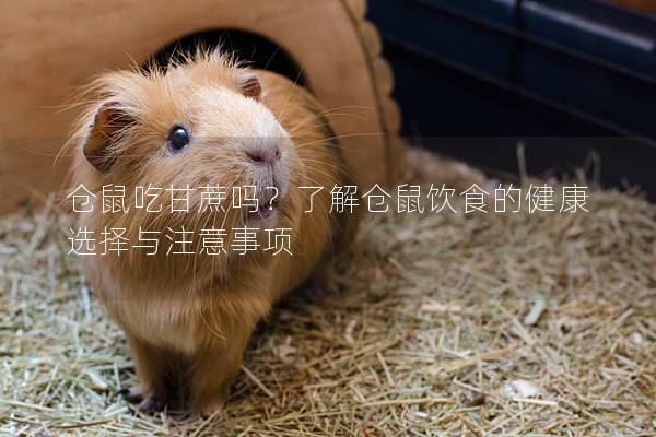 仓鼠吃甘蔗吗？了解仓鼠饮食的健康选择与注意事项