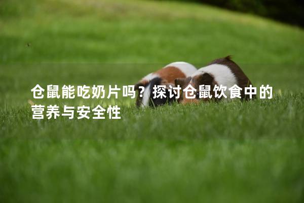 仓鼠能吃奶片吗？探讨仓鼠饮食中的营养与安全性