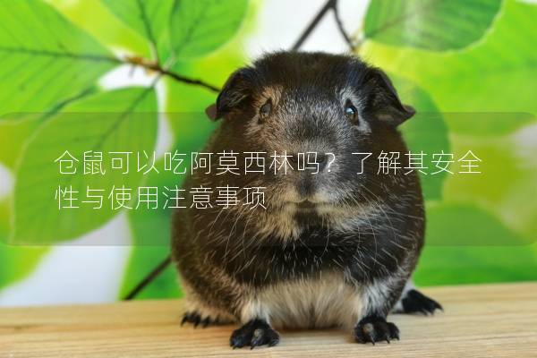 仓鼠可以吃阿莫西林吗？了解其安全性与使用注意事项
