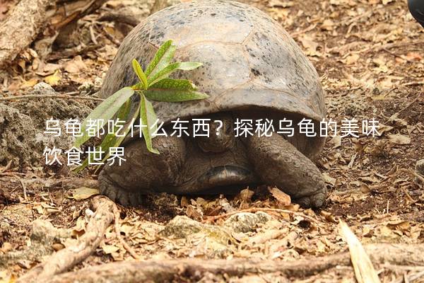 乌龟都吃什么东西？探秘乌龟的美味饮食世界