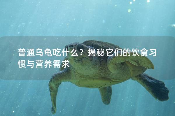 普通乌龟吃什么？揭秘它们的饮食习惯与营养需求