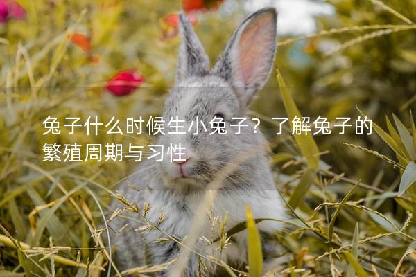 兔子什么时候生小兔子？了解兔子的繁殖周期与习性