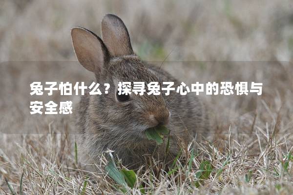 兔子怕什么？探寻兔子心中的恐惧与安全感