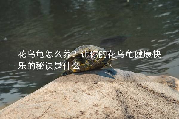 花乌龟怎么养？让你的花乌龟健康快乐的秘诀是什么