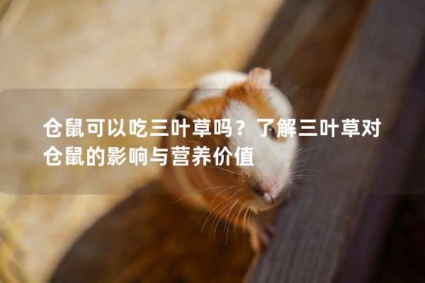 仓鼠可以吃三叶草吗？了解三叶草对仓鼠的影响与营养价值