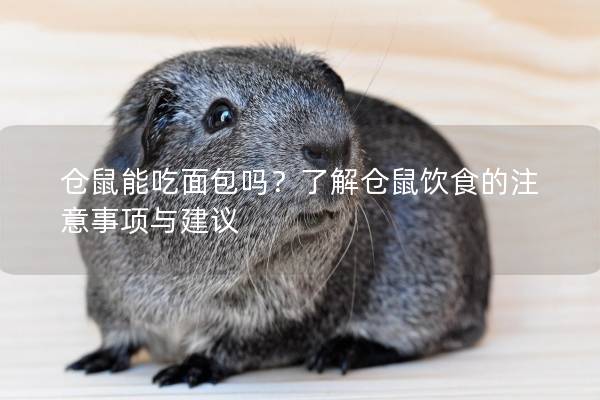 仓鼠能吃面包吗？了解仓鼠饮食的注意事项与建议