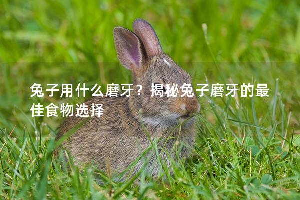 兔子用什么磨牙？揭秘兔子磨牙的最佳食物选择