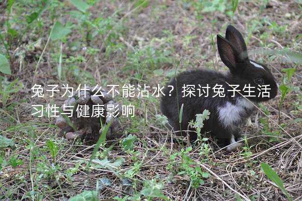兔子为什么不能沾水？探讨兔子生活习性与健康影响
