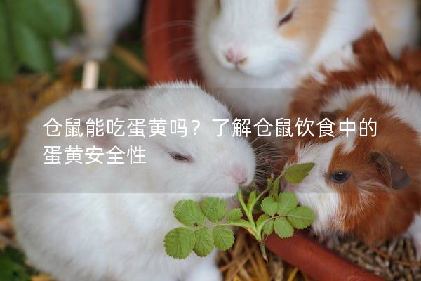 仓鼠能吃蛋黄吗？了解仓鼠饮食中的蛋黄安全性