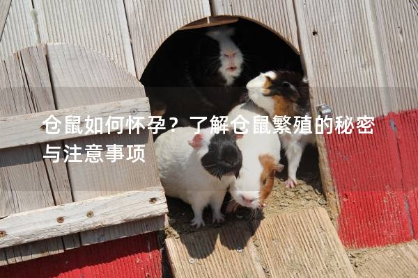 仓鼠如何怀孕？了解仓鼠繁殖的秘密与注意事项