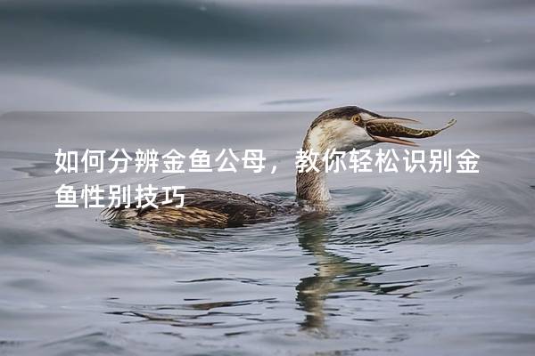 如何分辨金鱼公母，教你轻松识别金鱼性别技巧