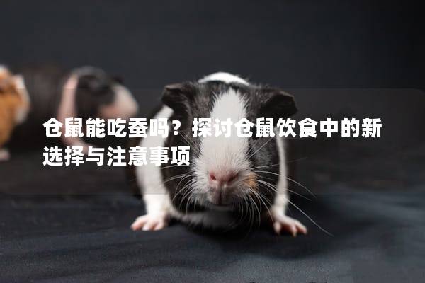 仓鼠能吃蚕吗？探讨仓鼠饮食中的新选择与注意事项