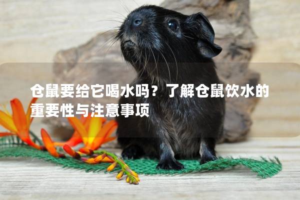 仓鼠要给它喝水吗？了解仓鼠饮水的重要性与注意事项