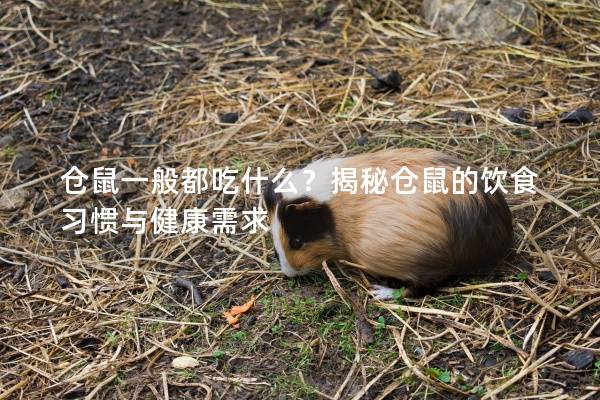 仓鼠一般都吃什么？揭秘仓鼠的饮食习惯与健康需求